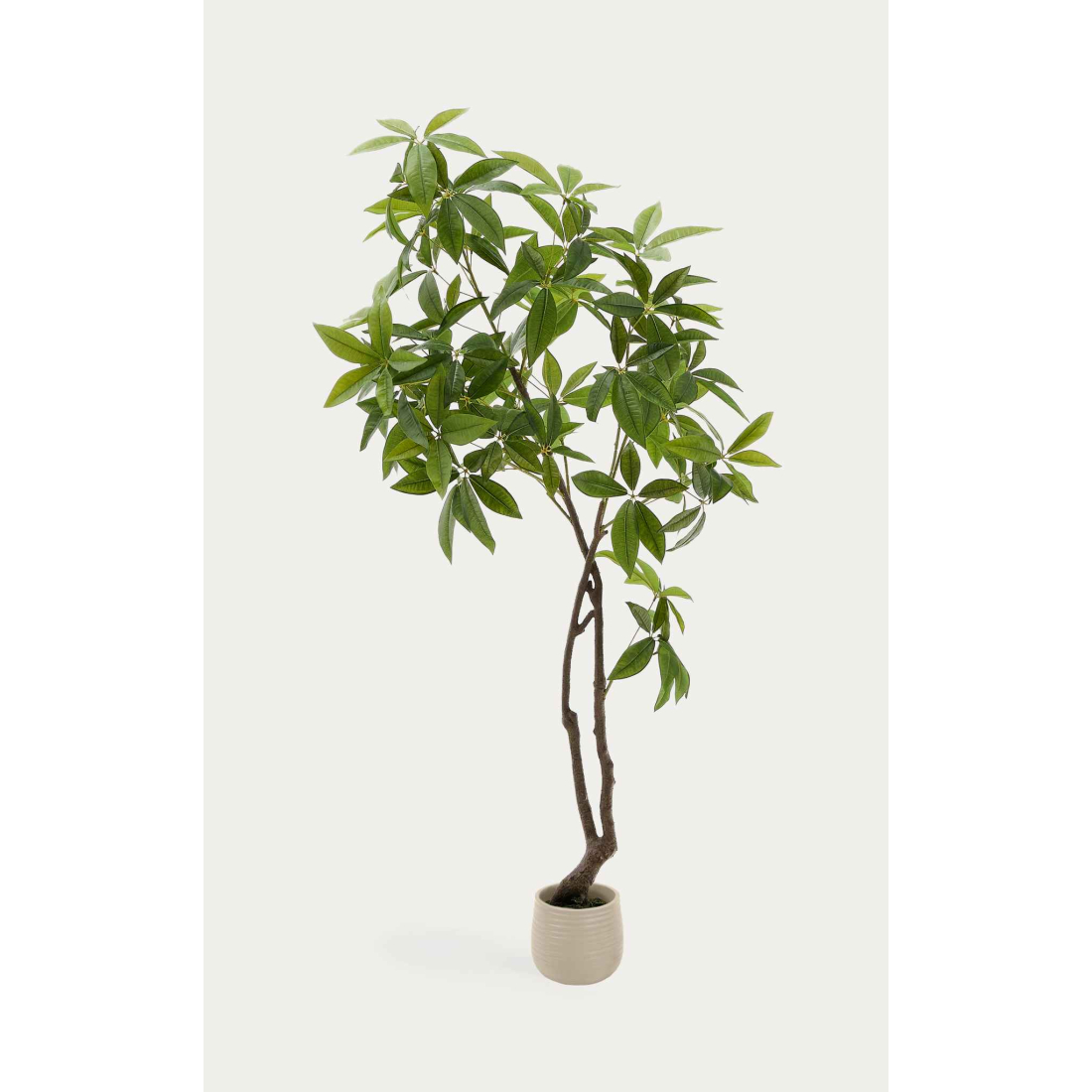 PACHIRA 180 umelý kvet